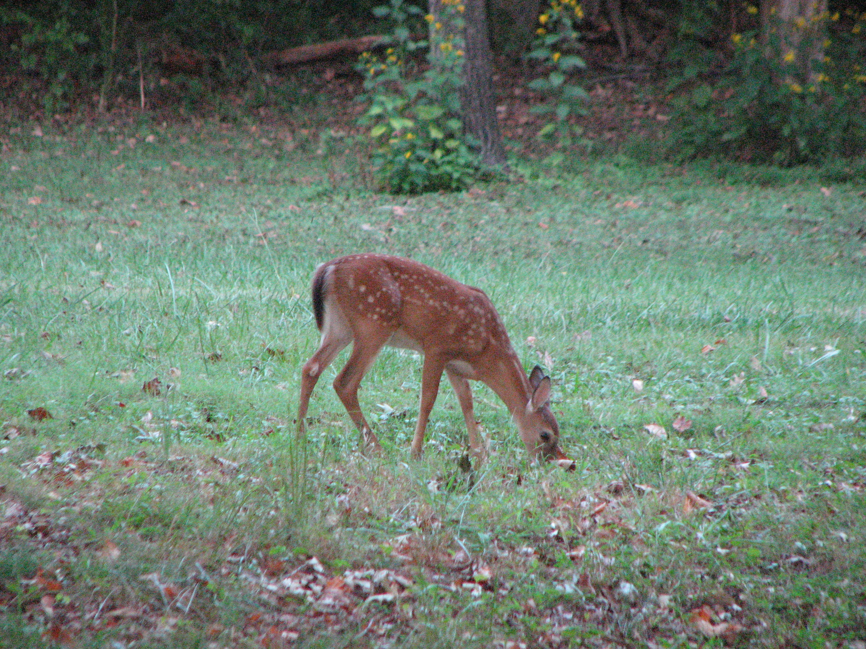 Deer in backyard 9-19-10 001
