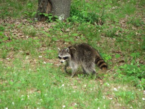 A raccoon in our yard April 28, 2014.